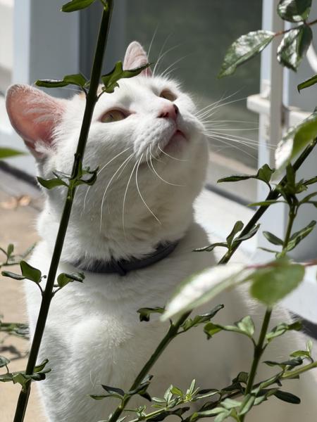 A beautiful white cat with a grey collar is captured in bright sunlight, looking upwards with curiosity amidst green leafy plants